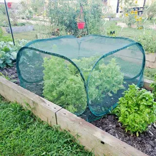 shade cloth lettuce growing under mesh cover in a raised garden bed
