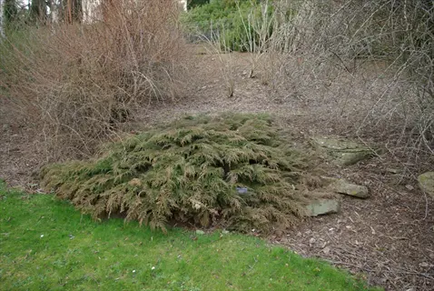 siberian cypress microbiota spreading over rocks in a landscaped garden bed