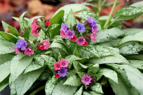 silver bouquet pulmonaria with silvery spotted leaves and pink-purple blooms