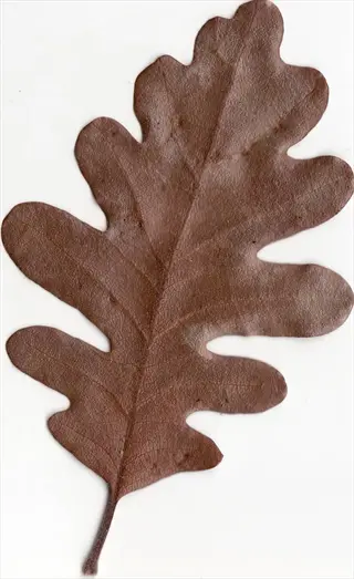 single dry oak leaves brown on a white background