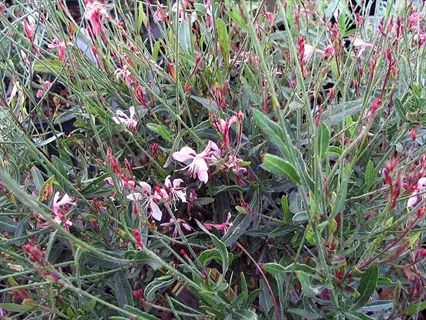 siskiyou pink gaura with pale pink flowers and reddish buds among green foliage