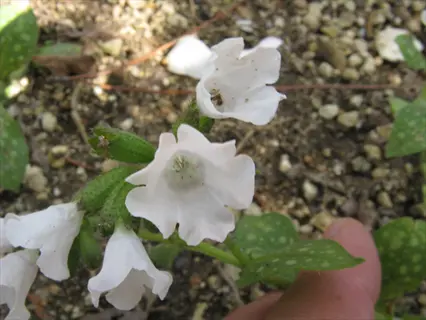 sissinghurst white pulmonaria with white blooms and speckled green leaves in garden soil