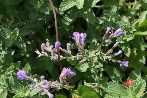 six hills giant catmint with purple flowers and green serrated leaves