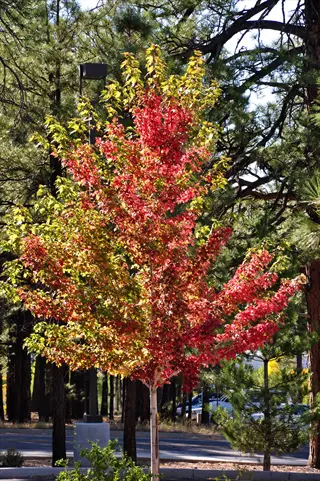 smith red orange tree with vivid red and orange fall leaves in a pine-lined street scene