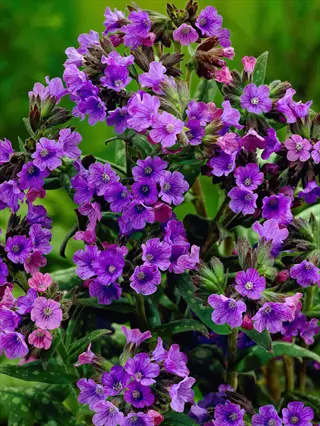 smokey blue lungwort flowers blooming in purple clusters with green foliage