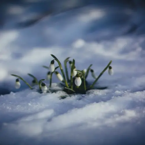 snowdrops blooming snow, delicate white flowers emerging through a soft winter blanket