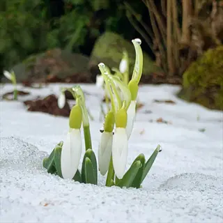 snowdrops snow blooming in a snowy garden with green shoots and white petals