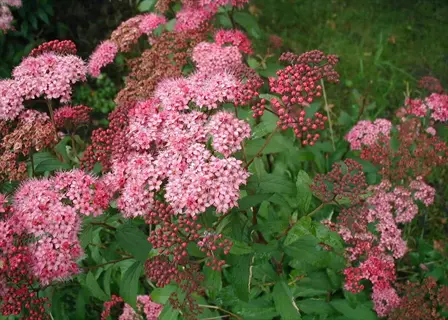 spirea pink flowers blooming in dense clusters with green leaves