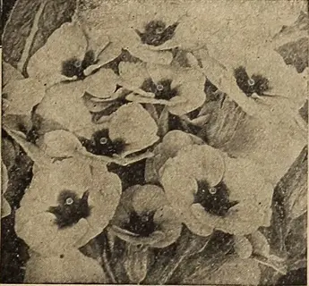 spot on lungwort plant with clustered pale flowers in a vintage sepia botanical image