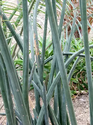 starfish snake plant with upright blue-green cylindrical leaves in a dry garden bed