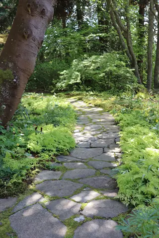 stone path through fern groundcover shade slope in a wooded garden
