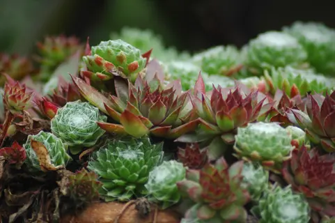 stone trough sempervivum alpine plants with green rosettes and red tips