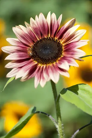 strawberry blonde sunflower with pink cream petals and a bee in a sunny garden