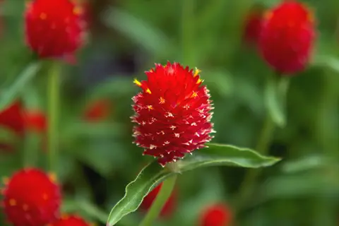 strawberry fields gomphrena with bright red blooms and green leaves in soft focus