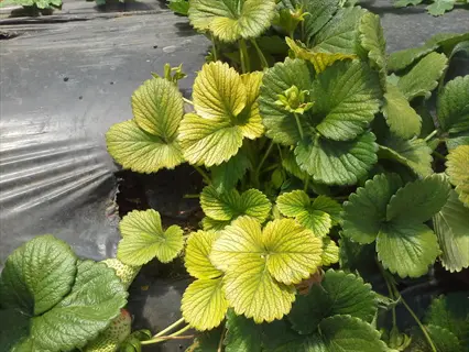 strawberry leaves showing iron deficiency leaf chlorosis with yellowing between green veins