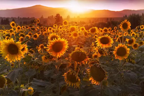 sunflower garden bloom at sunset with golden flowers and distant mountains