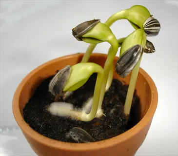 sunflower seedlings sprouting in a small terracotta pot with seed shells attached