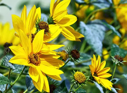 sunspot dwarf sunflower blooms with bright yellow petals and green leaves