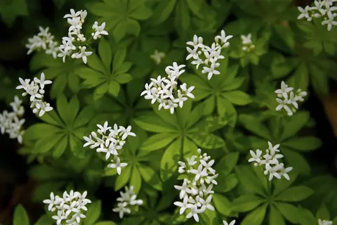 sweet woodruff white flowers blooming among green whorled leaves