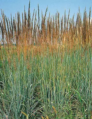 switchgrass clump with tall seed heads and blue-green blades in a sunny field