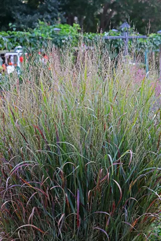switchgrass panicum virgatum with airy seed heads and red-tinged blades in a garden