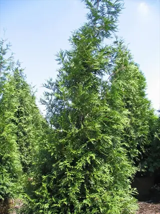 tall green giant arborvitae evergreen trees growing in a sunny garden