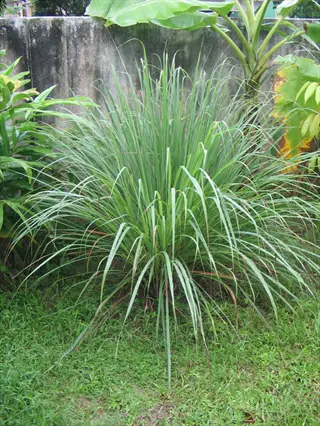 tall lemongrass plant growing in a garden beside other tropical foliage