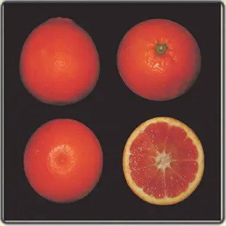 tarocco scire orange whole and sliced blood oranges on a dark background