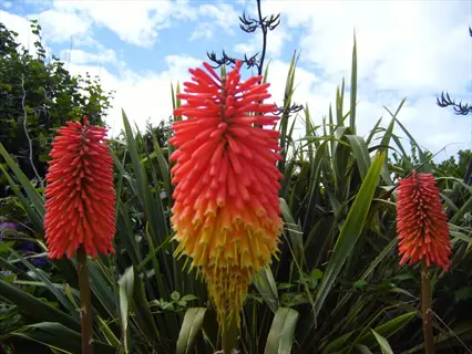 tawny king kniphofia flowers with red and yellow spikes among green garden leaves