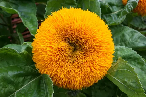 teddy bear sunflower with bright yellow fluffy bloom surrounded by green leaves