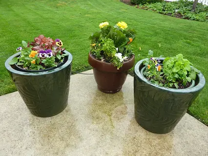 three potted plants container garden on a patio with flowers and leafy greens