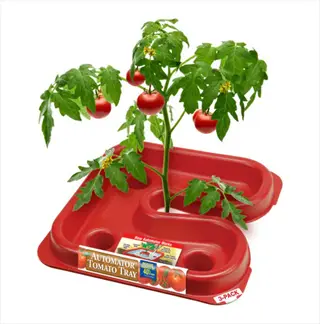 tomato seedlings tray with red planter base and growing tomato plant with fruit