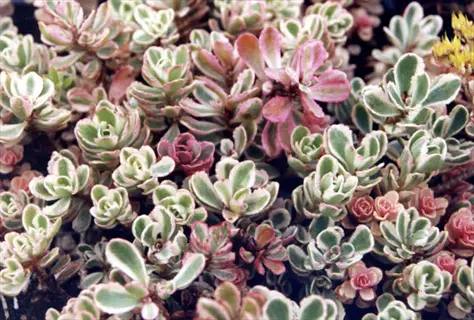 tricolor sedum variegatum with green, cream, and pink variegated succulent rosettes