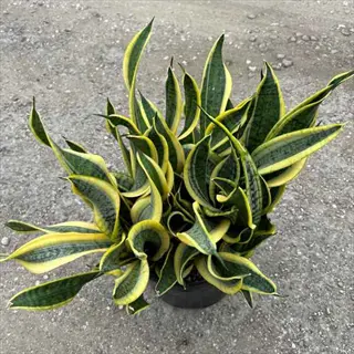 twisted sister snake plant with curled yellow-edged green leaves in a black pot