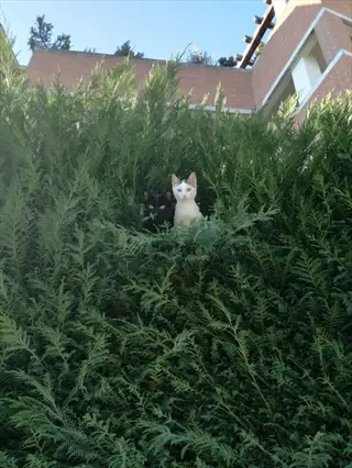 two cats peeking out from a leyland cypress hedge in front of brick buildings