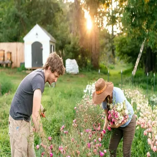 two gardeners harvesting blooms in a cut flower garden at sunset