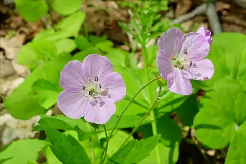 two pale pink wild geranium maculatum flowers blooming among bright green leaves