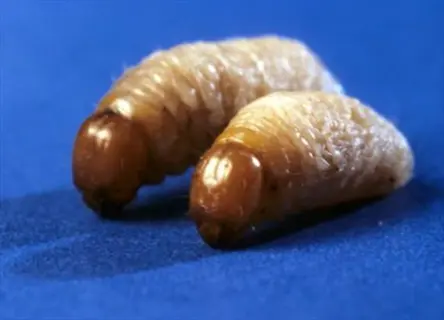 two peachtree borer larvae on a blue surface