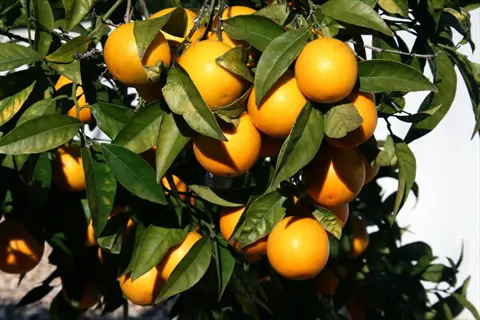 vaniglia oranges ripening on a leafy citrus tree