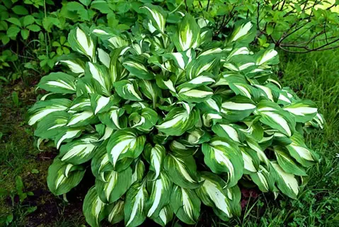 variegated hosta fern shade garden plant with lush green and white leaves