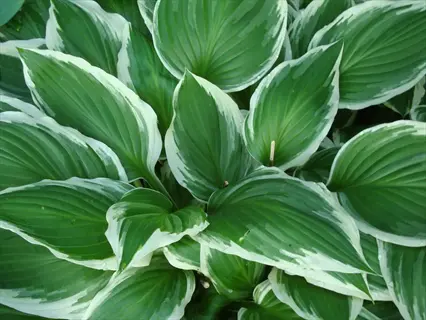 variegated hosta shade garden leaves with green centers and white edges