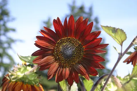 velvet queen sunflower with deep red petals and dark center in a sunny garden