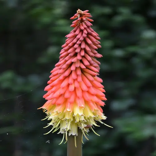 vibrant red and yellow kniphofia flower spikes blooming against a dark green garden background