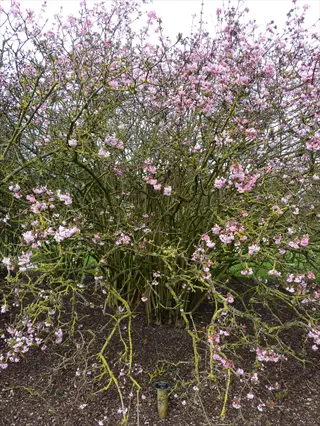 viburnum bodnantense pink shrub blooming with pale pink flowers in a garden