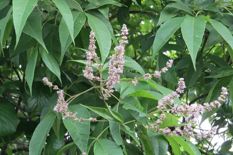vitex chastetree flowers blooming among lush green leaves