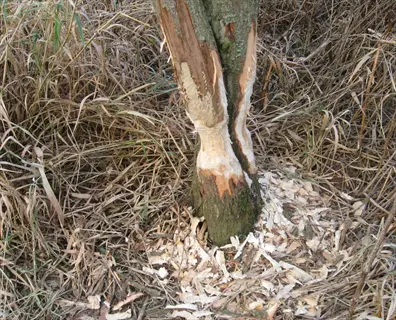 vole tree damage on a trunk with bark gnawed away and wood chips at the base