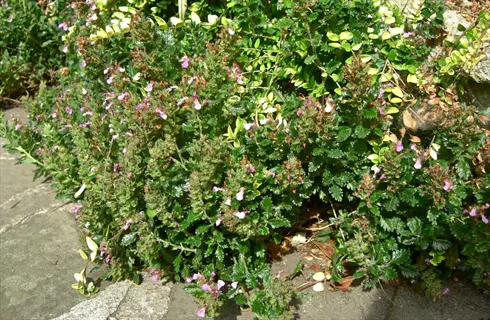 wall germander flowering plant with small pink blossoms and dense green foliage along a stone path