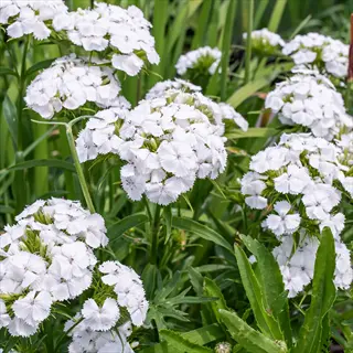 white albus sweet william flower clusters blooming among green leaves