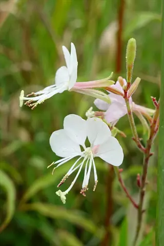 white and pink crimson butterflies gaura flowers blooming among green leaves