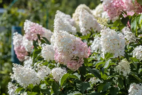 white and pink oakleaf hydrangea bloom clusters in a sunny garden